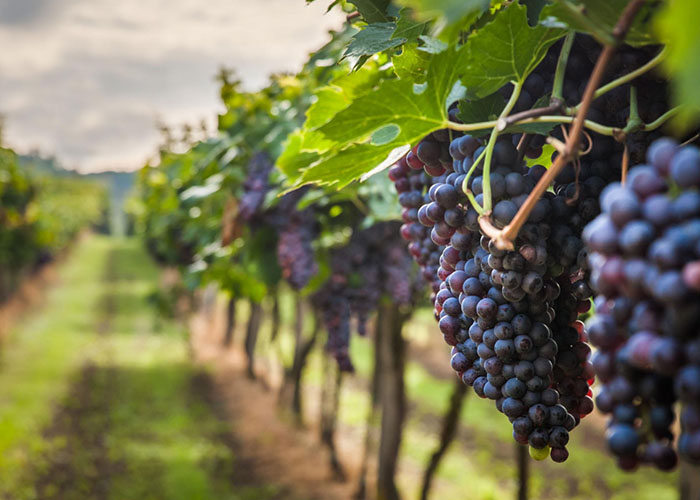 Quy tắc quả nho và chùm&nbsp;nho